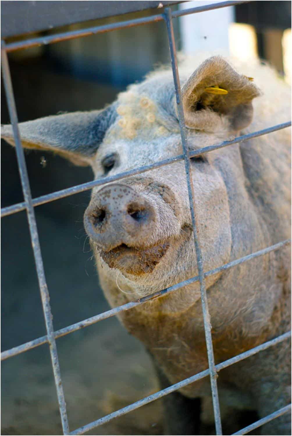 large pig with curly hair behind a fence
