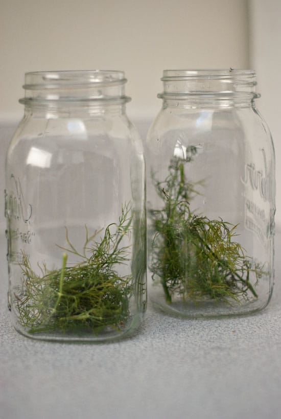 Fresh dill in two glass mason jars on a table.