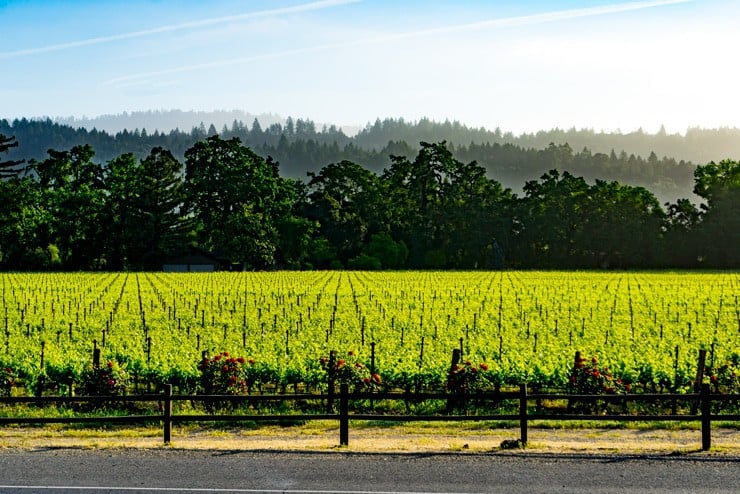 roling napa hills and vineyard